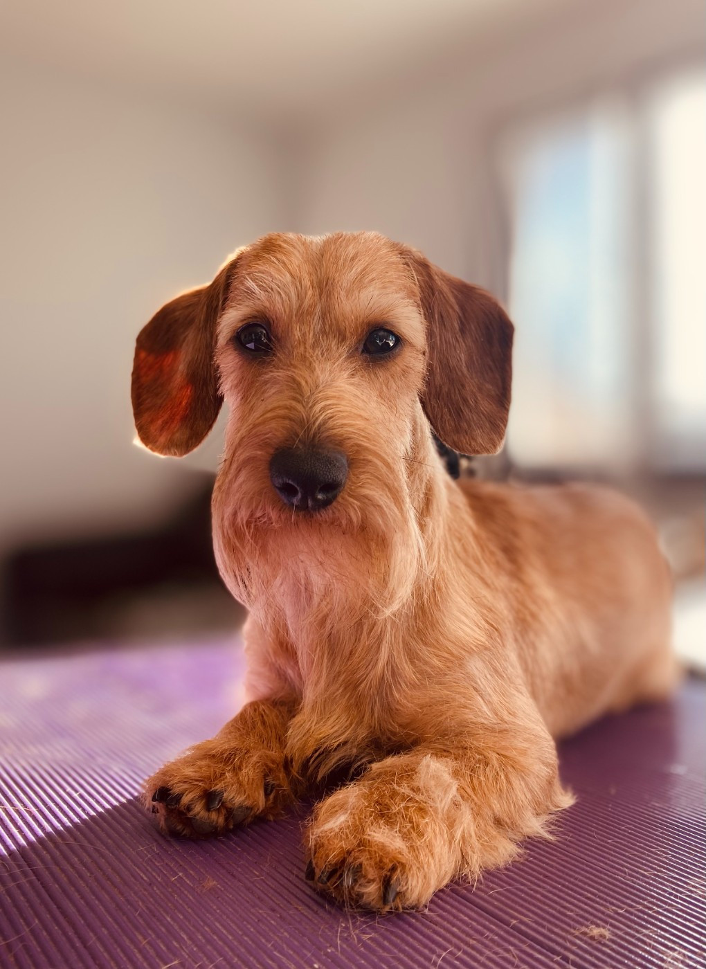 CH. TOP-MODELE Des Stars De La Neste D'Aure