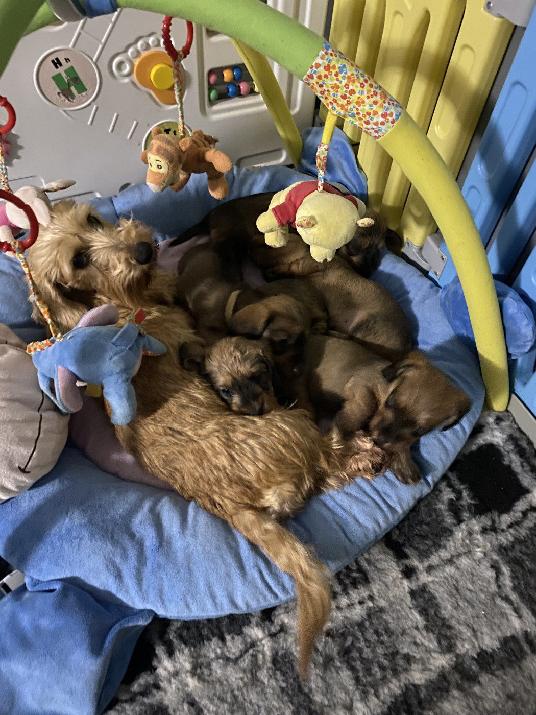 Chiot Teckel poil dur Des Stars De La Neste D'Aure