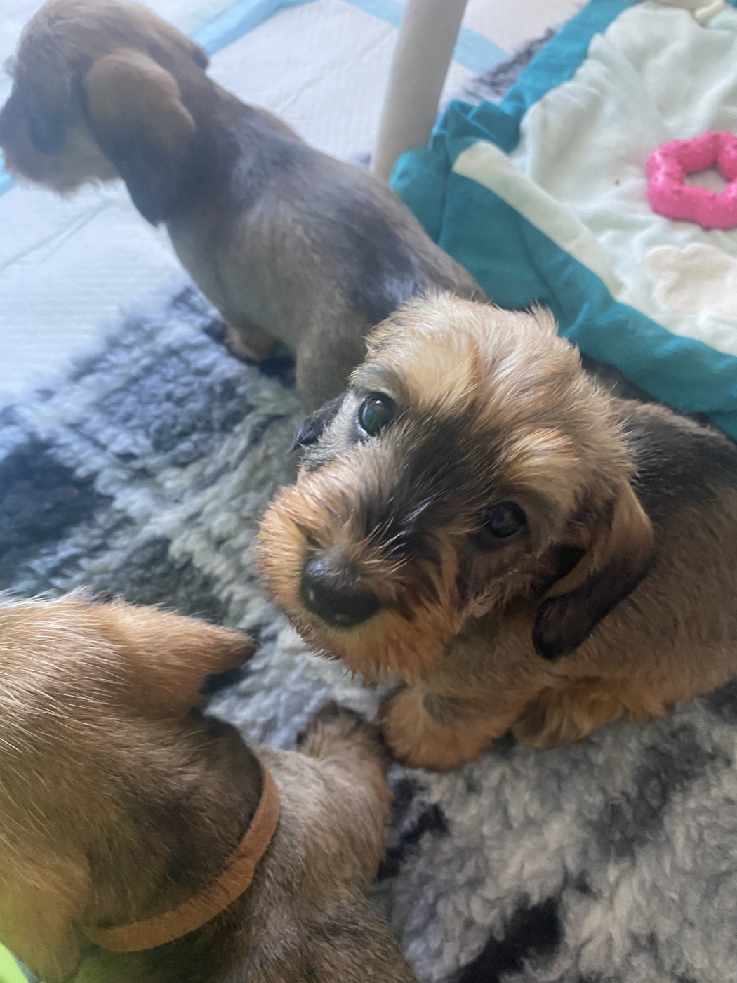 Des Stars De La Neste D'Aure - Chiots disponibles - Teckel poil dur