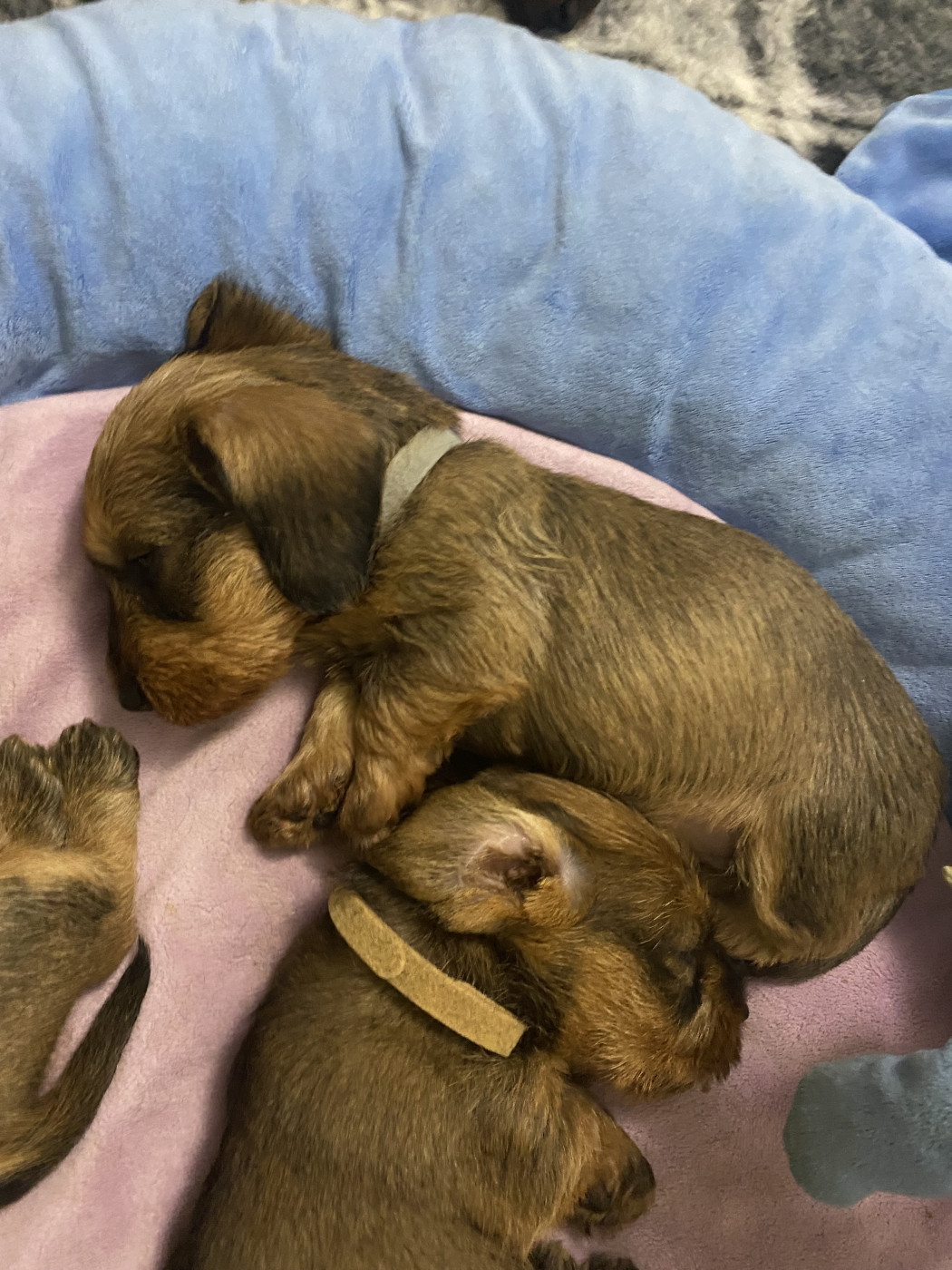 Des Stars De La Neste D'Aure - Chiots disponibles - Teckel poil dur