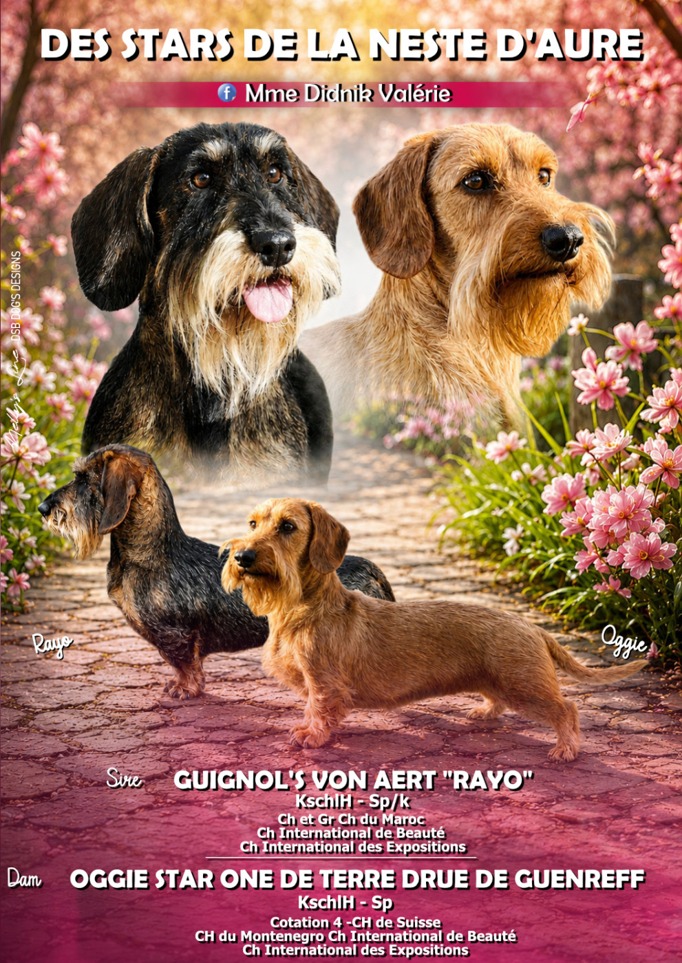 Chiot Teckel poil dur Des Stars De La Neste D'Aure