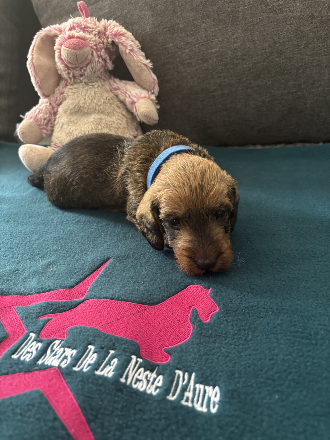Des Stars De La Neste D'Aure - Chiots disponibles - Teckel poil dur