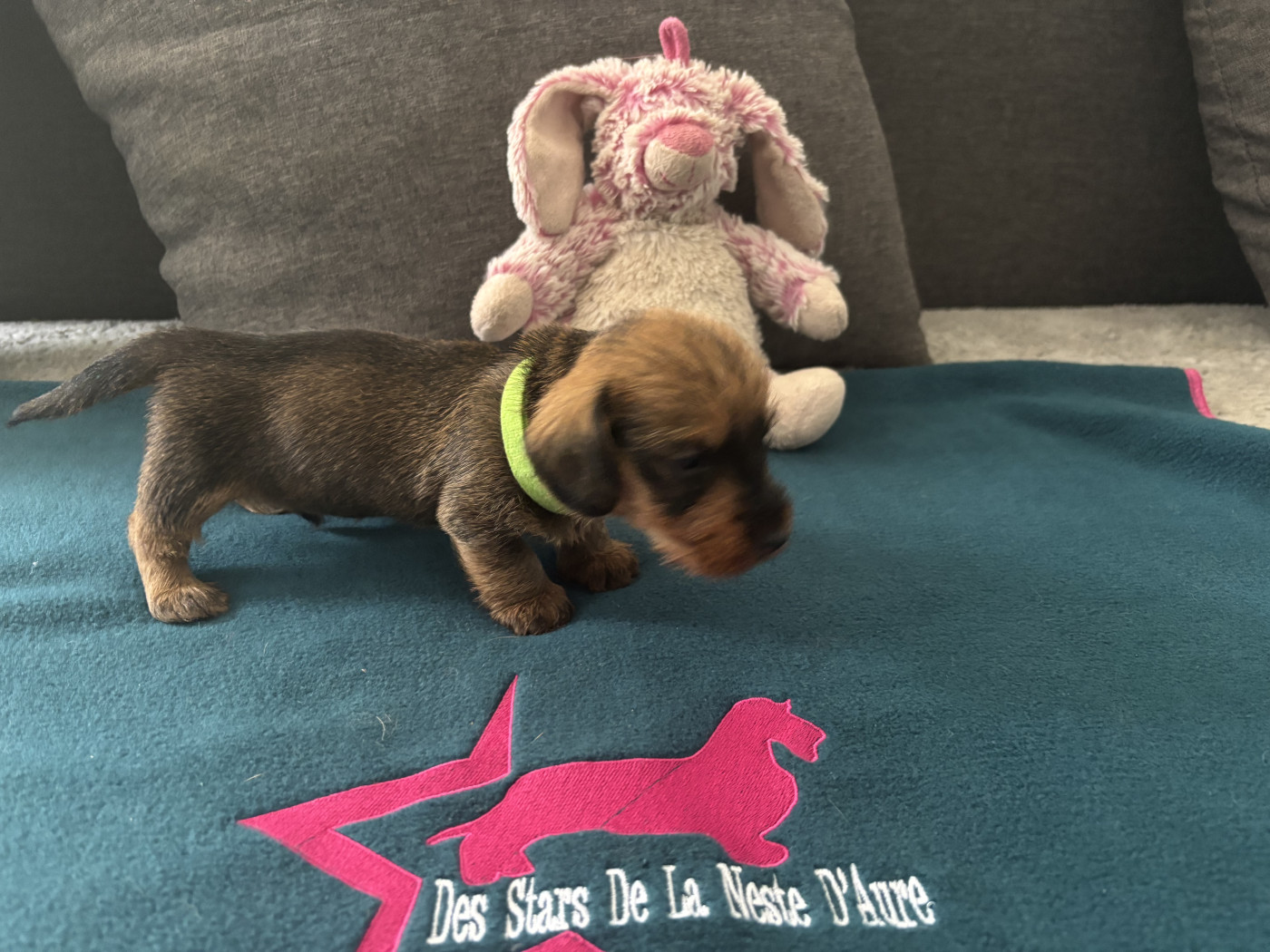 Des Stars De La Neste D'Aure - Chiots disponibles - Teckel poil dur