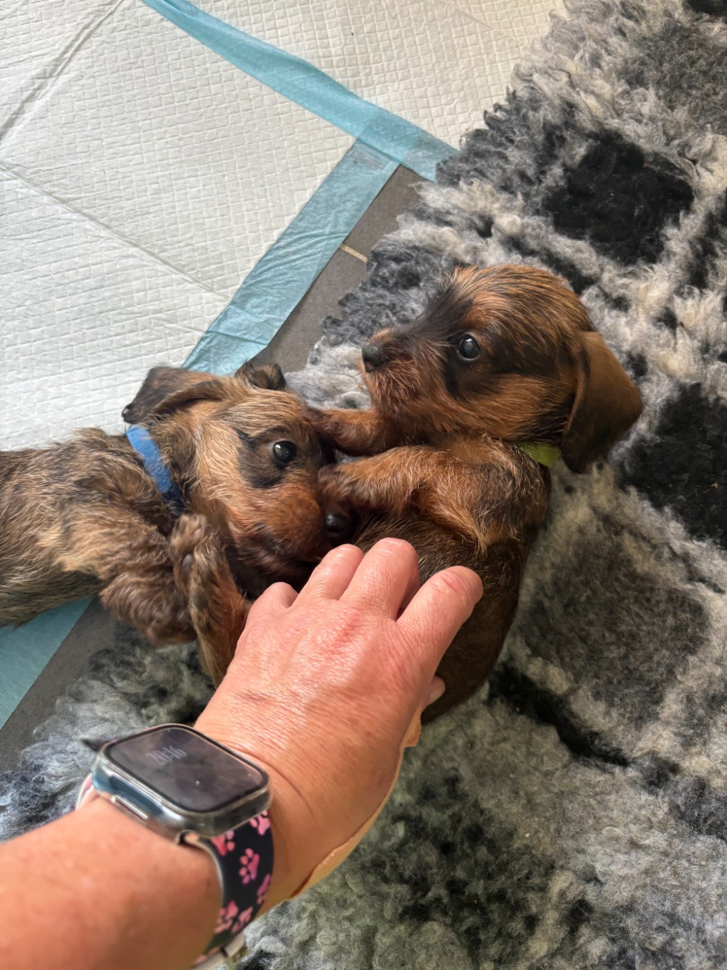 Des Stars De La Neste D'Aure - Chiots disponibles - Teckel poil dur