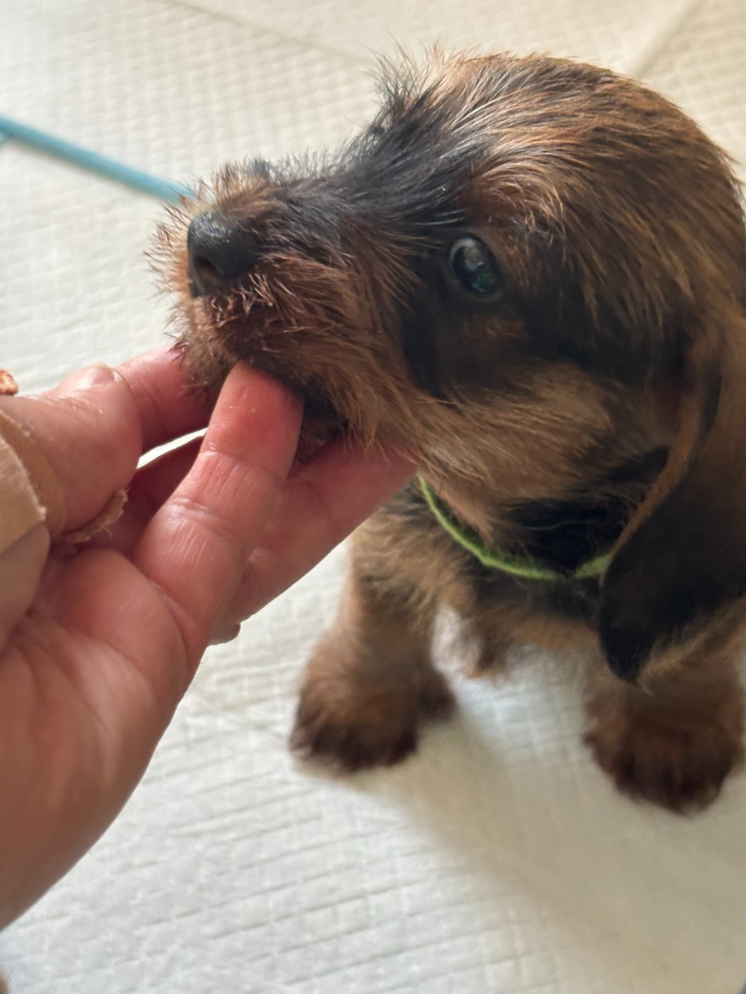 Des Stars De La Neste D'Aure - Chiots disponibles - Teckel poil dur