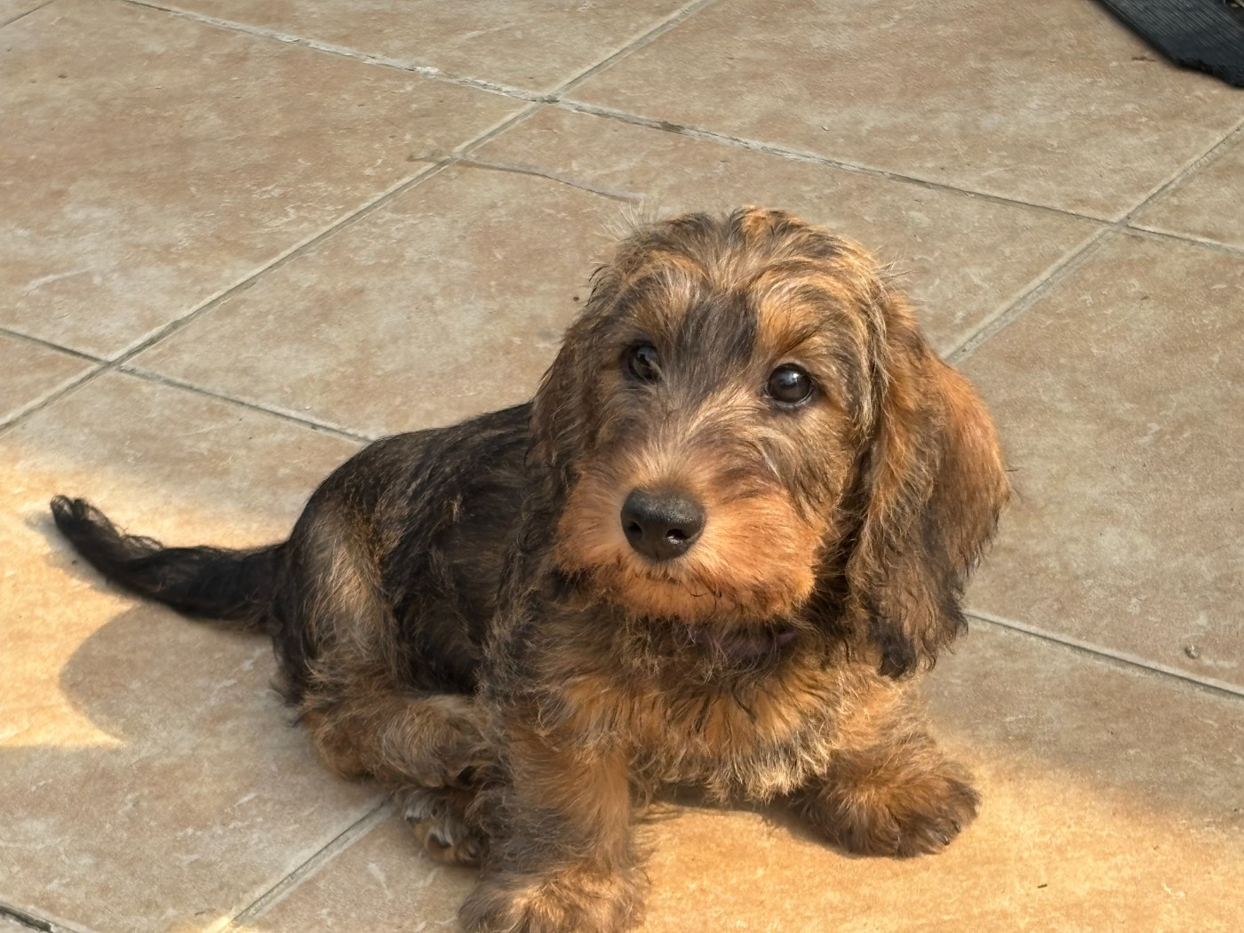 Des Stars De La Neste D'Aure - Chiots disponibles - Teckel poil dur